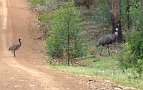 25-Emus takes a leisurely stroll across Phillips Island Track